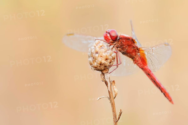 Scarlet Dragonfly (Crocothemis erythraea), male, North Rhine-Westphalia, Germany