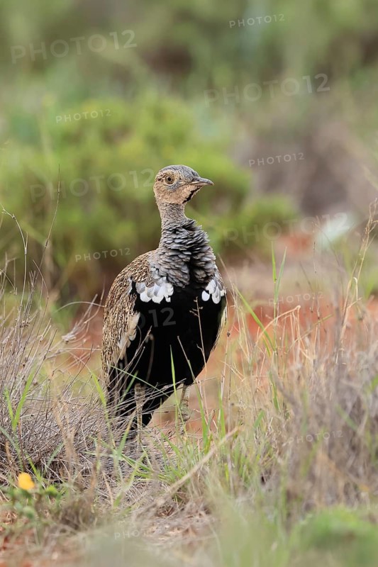 Red-crested Bustard (Lophotis ruficrista), adult, foraging, vigilant, Mokala National Park, South Africa