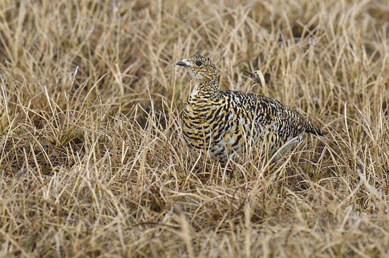 Rock Ptarmigan (Lagopus muta) female, Alaska, USA