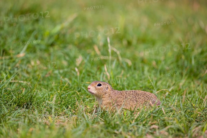 A European ground squirrel (Spermophilus citellus) or European souslik sits in green gras, looking for food