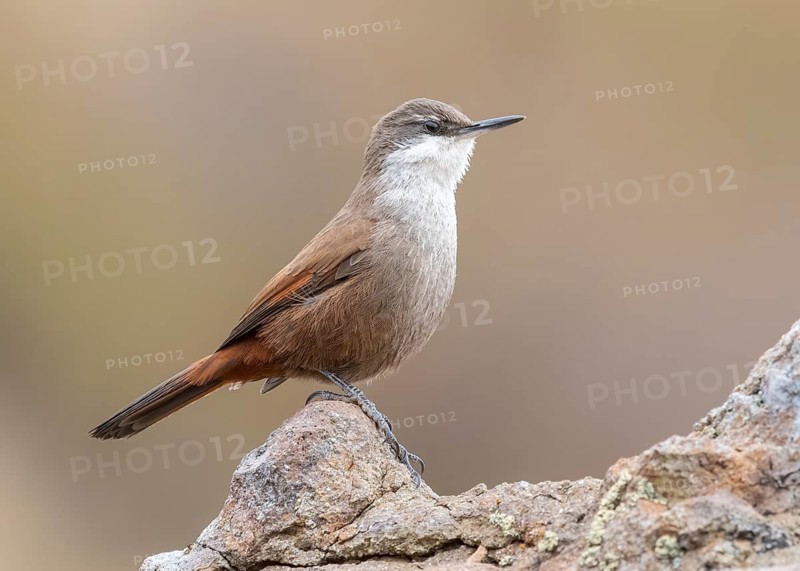 Crag Chilia (Ochetorhynchus melanurus) perched on a rock, Metropolitana, Chile