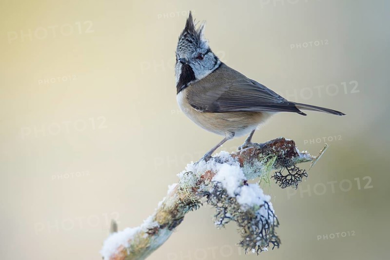 Crested tit (Lophophanes cristatus) adult bird on a snow covered Scots pine branch in winter, Scotland, United Kingdom