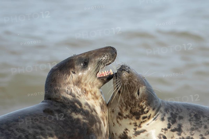 Atlantic grey seal (Halichoerus grypus) two adult marine animals playing in the breaking waves of the sea on a coastline, Norfolk, England, United Kingdom
