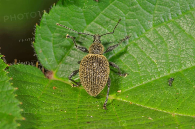 A black vine weevil (Otiorhynchus sulcatus) perched on a green leaf, displaying fine textures and details, Baden-Württemberg, Germany