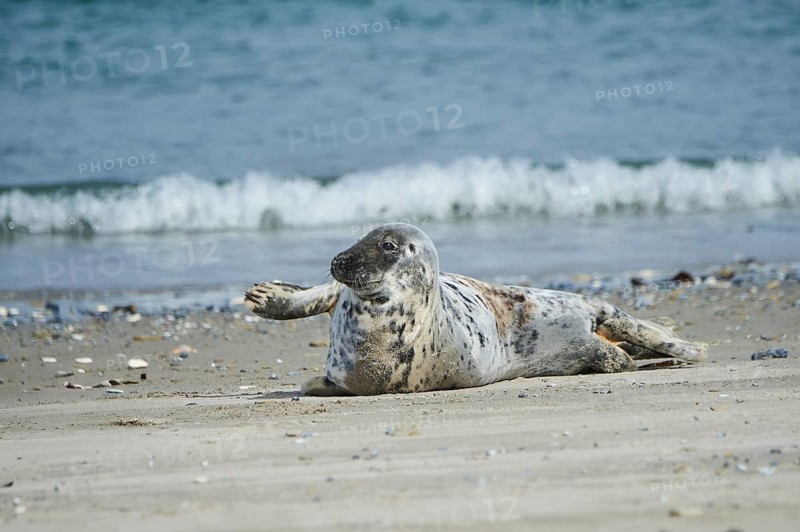 Grey seal (Halichoerus grypus) lying on the beach, Düne, Helgoland, Schleswig-Holstein, Germany