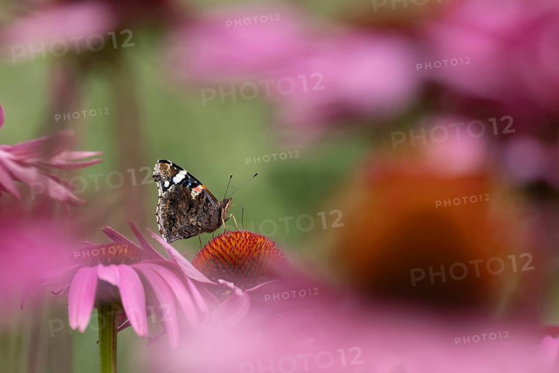 Red admiral butterfly (Vanessa atalanta) adult insect feeding on a garden purple Coneflower (Echinacea purpurea) flowers in summer, England, United Kingdom