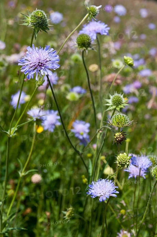 Field widow flower, asteraceae, dipsacaceae, tidal plant, knautia arvensis, daisy flower, meadow widow flower, meadow scabious, flora, fresh meadow, smooth roast meadow, high size, portrait format, plants, plants, plants