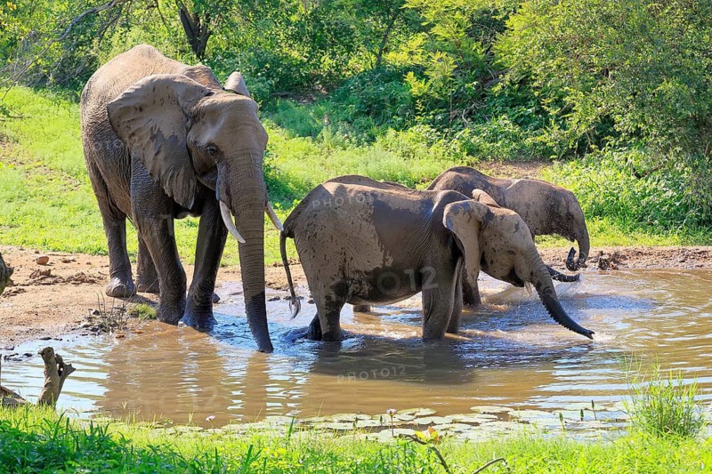 African elephant (Loxodonta africana), adult, female, mother, two calves, by the water, drinking, Kruger National Park, Kruger National Park, South Africa