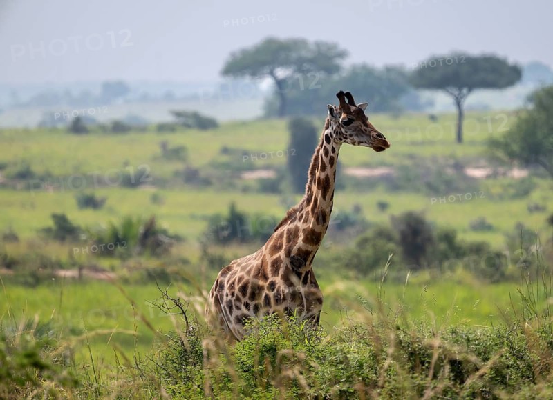 A Rothschild's giraffe (Giraffa camelopardalis rothschildi) stands in a bush landscape, Murchison Falls National Park, Uganda