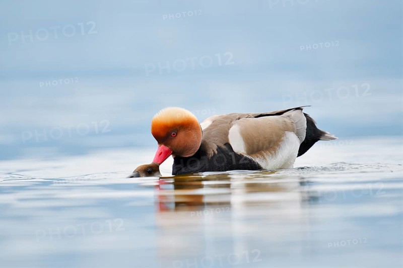 Red-crested Pochard (Netta rufina), a pair mating, Lake Constance, Baden-Württemberg, Germany