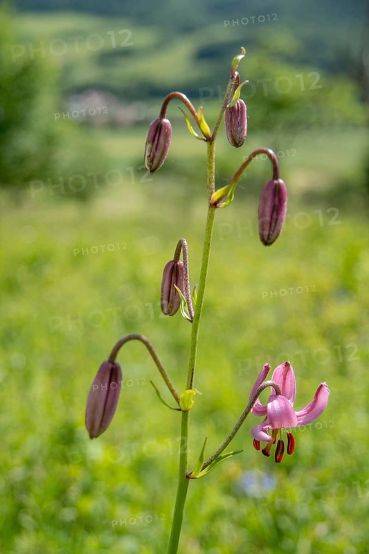 Liliaceae, Lily Family, Lilium Martagon, Turk's Cap Lily, Turkish League Lily, Flora, High Size, Portrait Format, Martagon Lily, Plants, Plants