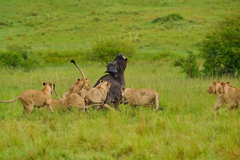 A large buffalo is challenged by a pride of lions on the savannah: lion (Panthera leo), Cape buffalo (Syncerus caffer), Masai Mara National Reserve, Narok County, Kenya