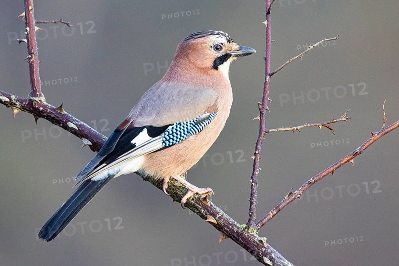 Eurasian jay /Garrulus glandarius) Germany
