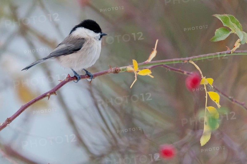 Dog rose, marsh tit, parus palustris, poecile palustris, pink canina, rosaceae, rose family, swamp tit, autumn, birds, dog rose, flora, rose hip, autumn, tit, passeri, plants, songbirds, songbirds, tits, birds