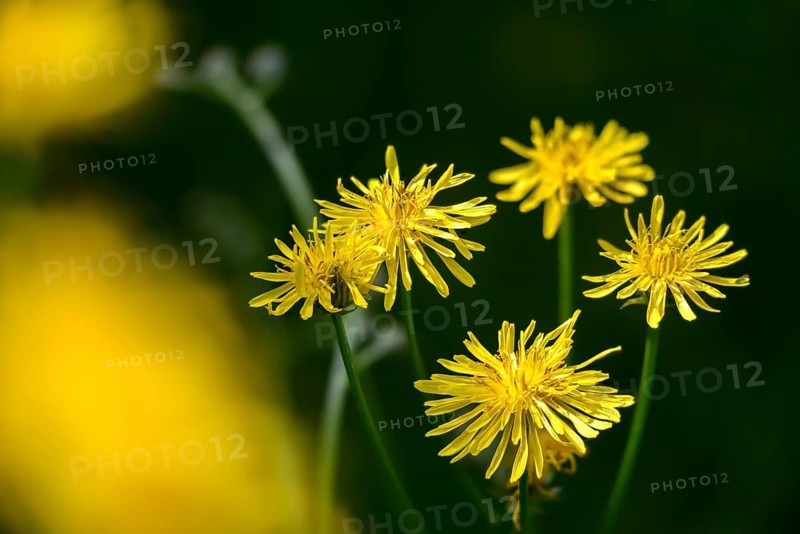 Crepis Biennis, Peeppau, Rough Hawk's-Beard, Meadow Peeppau, Two-year-old Peeppau, Flora, Plants, Plants