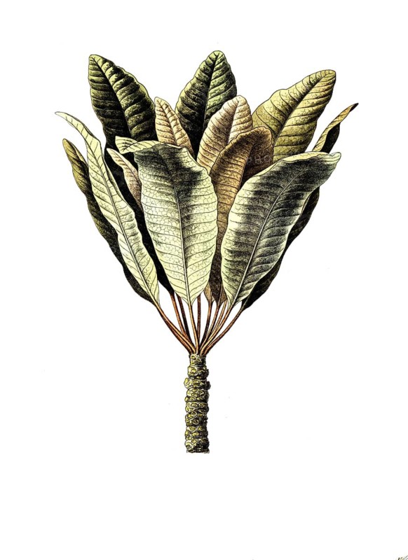 Bassia parkii, Vitellaria paradoxa, African karite tree, shea tree. Shea butter is extracted from the fatty seeds of this tree, school picture, illustration, reproduction from a model from the 19th century. School picture, mural, authentic, file restored for optimal use, exact date of original unknown, historical