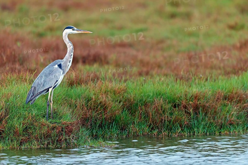 Great Egret, Heron, foraging, (Ardea cinerea) Salalah, Raysut, Dhofar, Oman