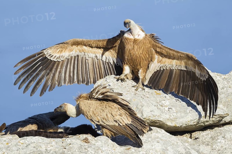 Griffon Vulture (Gyps fulvus), Mallorca, Spain