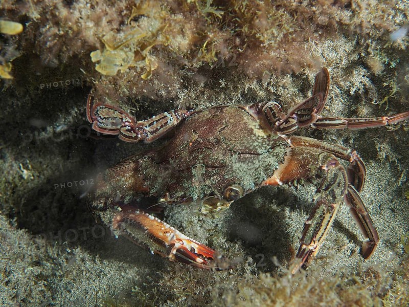 Red swimming crab (Cronius ruber) hidden in an underwater cave with seaweed and sand, dive site: El Cabron Marine Reserve, Arinaga, Gran Canaria, Spain, Europe, Atlantic Ocean