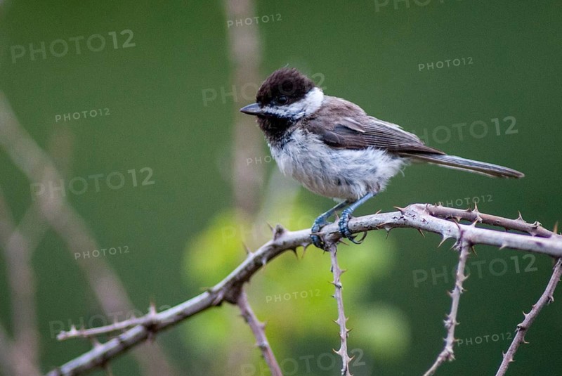 Balkan tit, Parus lugubris, Poecile lugubris, sombre tit, birds, Greece, Leo, tit, passeri, singing, songbirds, tits, birds