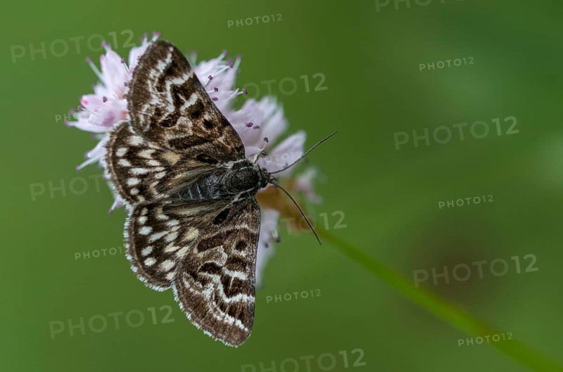 Callistege mi, Euclidia mi, owl moth, noctuidae, checktageule, butterfly, insects, moths, moths, moths, moths, butterfly
