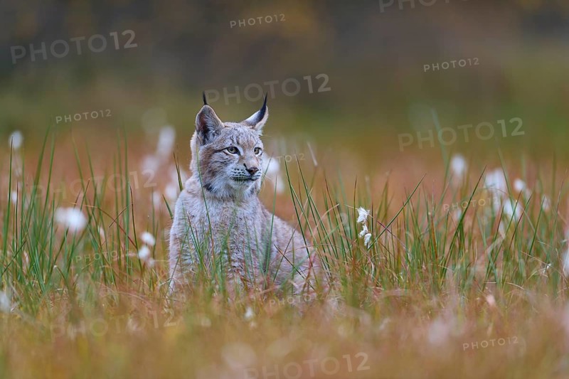 Eurasian lynx (Lynx lynx), in meadow