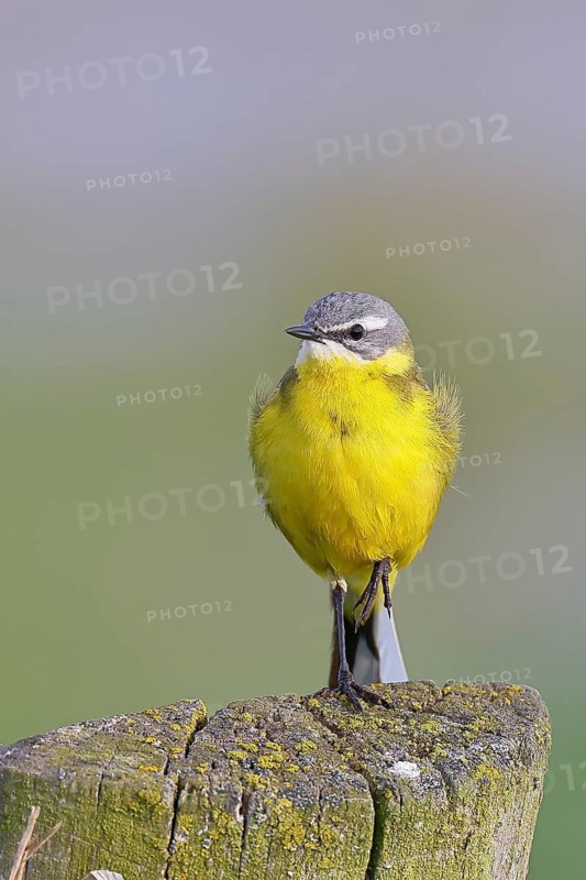 Yellow Wagtail (Motacilla flava) perched on a pasture fence post, Dümmer, Lake Dümmer, Ochsenmoor, Hüde, Lower Saxony
