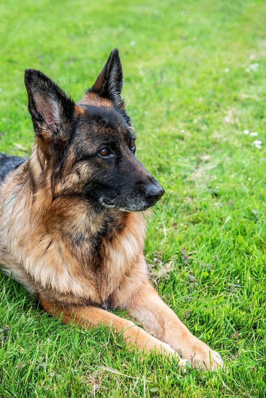 German Shepherd, female, portrait, attentive, lying on lawn in Ystad, Skåne County, Sweden, Scandinavia