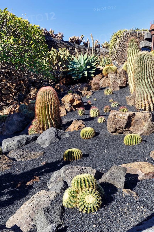 Cactus garden, succulent garden Jardín de Cactus, designed by César Manrique, Guatiza, Teguise, Lanzarote, Spain