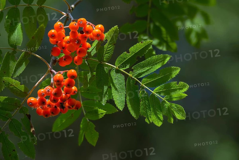 Blackberry, Rowan, Crametsberry, Squeaks, Rosaceae, Rose Family, Sorbus Aucuparia, Rowan, Tree, Trees, Flora, Fruit, Fruits, Mountain-Ash, Plants, Plants, Rowan, Tree
