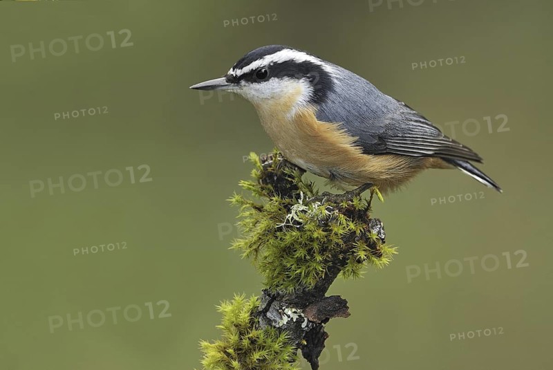 Red-breasted Nuthatch (Sitta canadensis), British Columbia, Canada