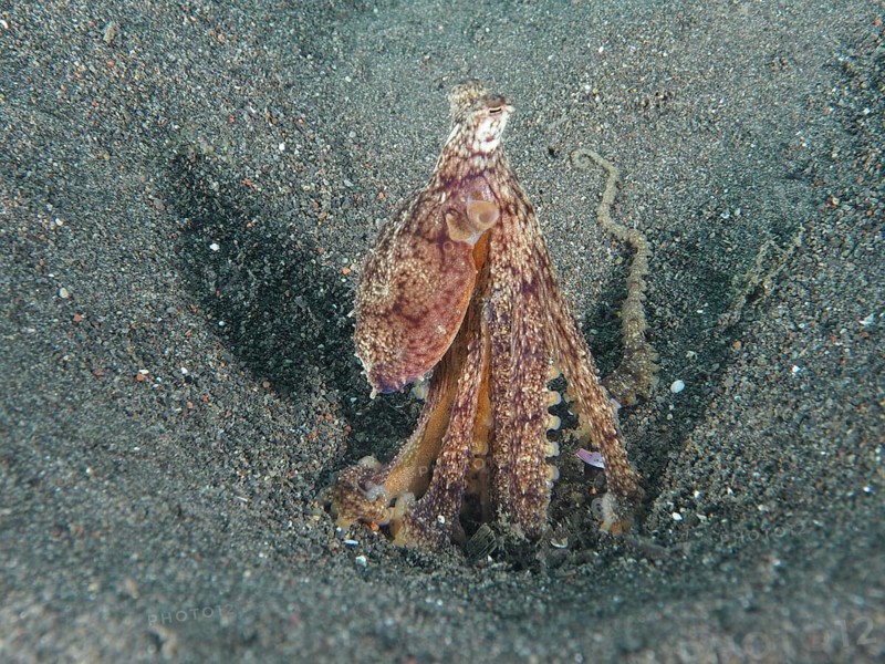 A camouflaged marbled octopus (Amphioctopus aegina) hiding in a sand hole, Puri Jati dive site, Umeanyar, Bali, Indonesia