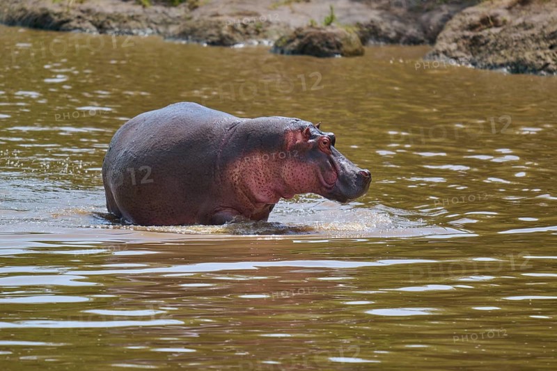 A hippopotamus in the murky river water, standing expressively in its natural surroundings, hippopotamus (Hippopotamus amphibius), Masai Mara National Reserve, Narok County, Kenya