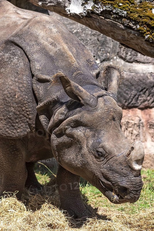 African one-horned rhinoceros (Rhinoceros unicornis), Nuremberg Zoo, Middle Franconia, Bavaria, Germany