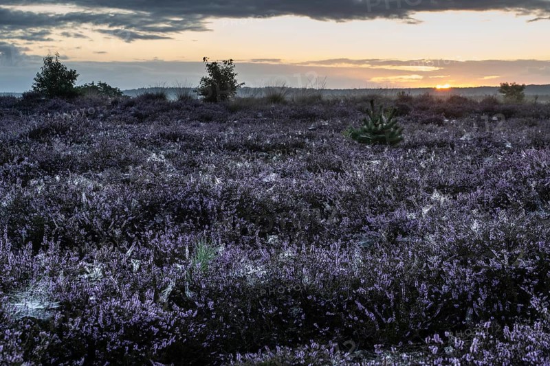 Heath landscape at sunrise, Emsland, Lower Saxony, Germany
