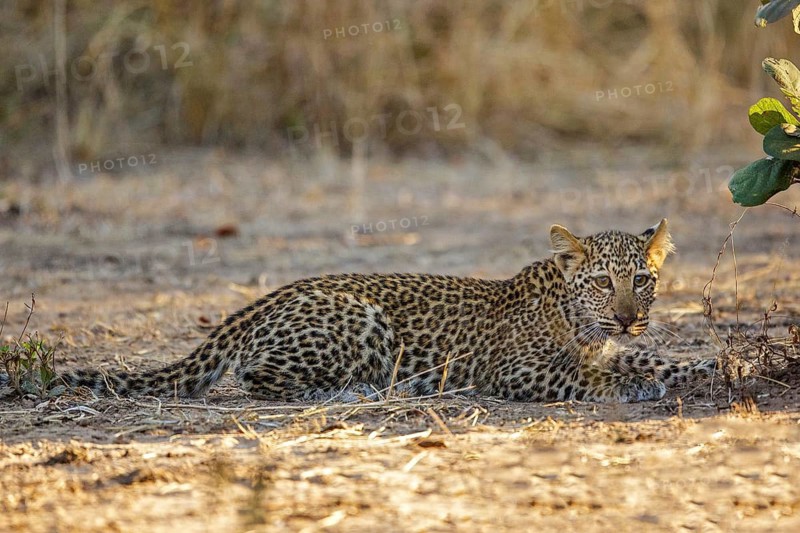 Leopard (Panthera pardus) juvenile, South Africa