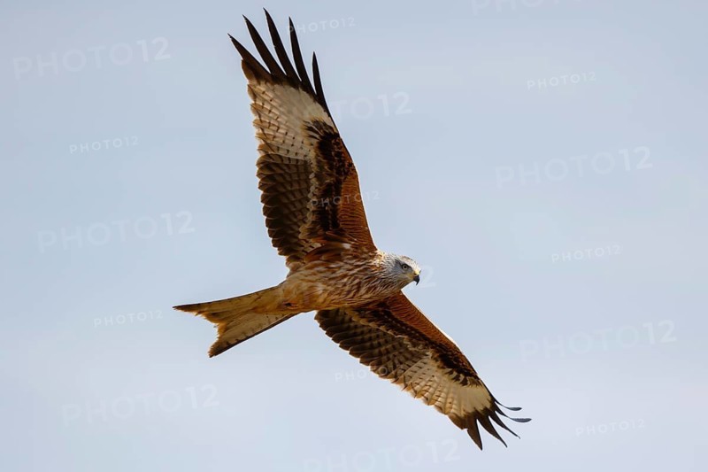 Red Kite (Milvus milvus) flying, Spain