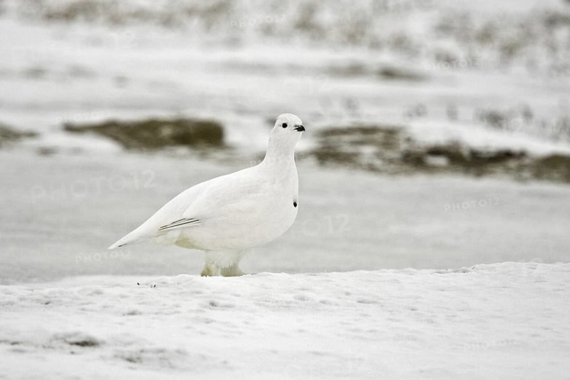 Willow Ptarmigan (Lagopus lagopus), Manitoba, Canada