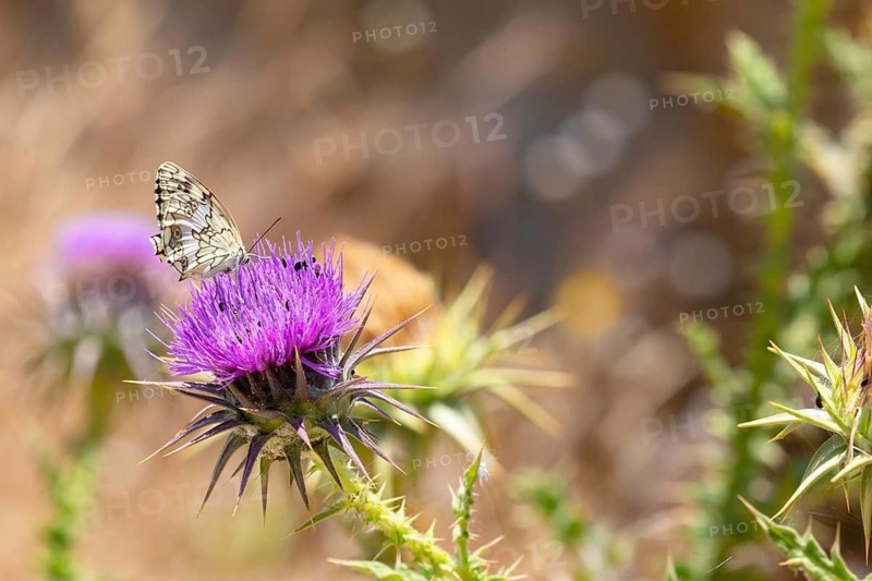 A Balkan marbled white (Melanargia larissa) butterfly on flower, Serifos Island, Cyclades Islands, Greece