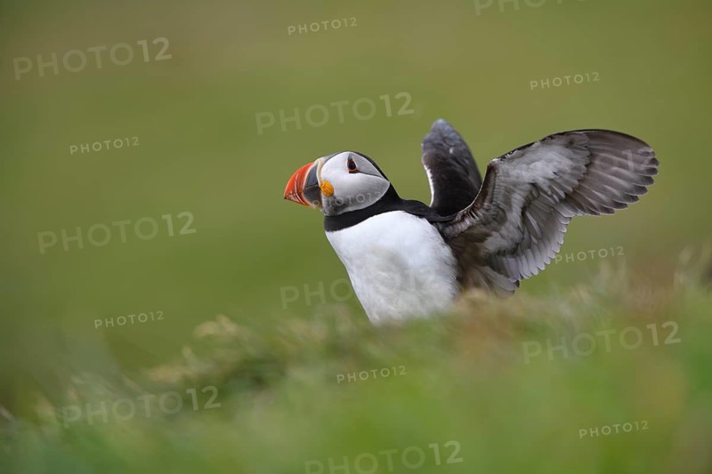 Atlantic Puffin (Fratercula arctica) flapping, Scotland, United Kingdom