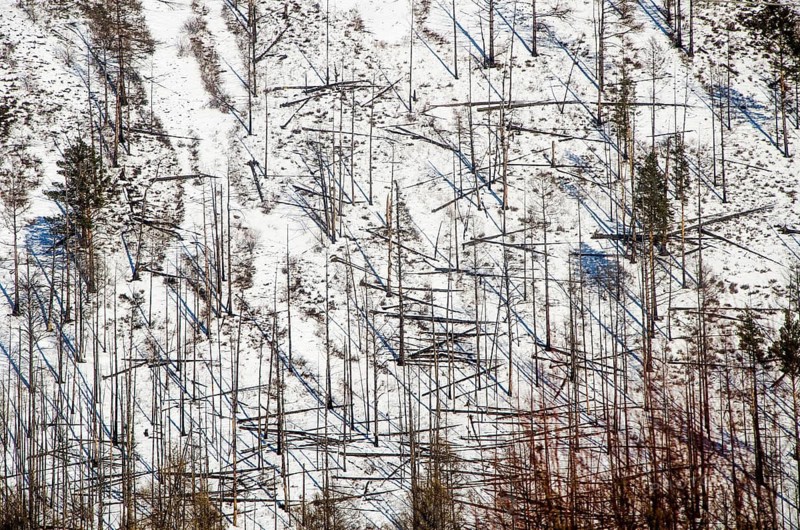 Forest, Irkutsk Province, Siberia, Russia