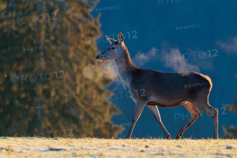 A female red deer (Cervus elaphus) stands in the first light of day on a meadow covered in hoar frost. Its breath condenses in the cold air. A forest can be seen in the background