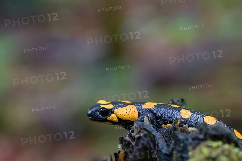 One fire salamander (Salamandra salamandra) rests on a tree stump on a rainy day. IUCN conservation status is Near Threatened