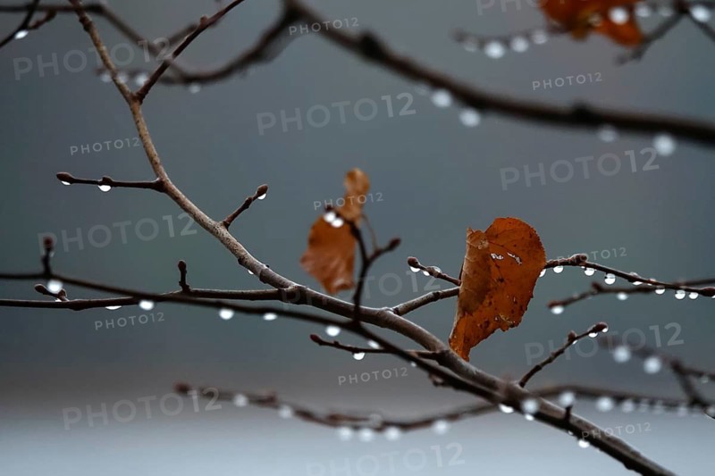 After a rain, drops on branches, autumn, Germany