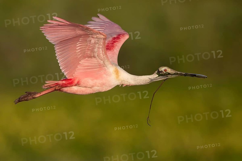 Roseate Spoonbill (Platalea ajaja) flying with nesting material in beak, Florida, USA