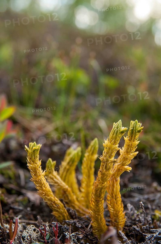 Bear lobes, Finland, Huperzia selago, Huperzia selago ssp. arctica, lycopodiaceae, fir bear lop, fir club moss, flora, high size, vertical format, northern firmoss, plants, plants
