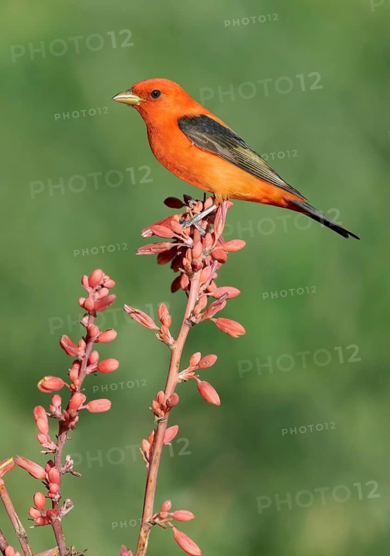 Scarlet Tanager (Piranga olivacea) male perched on a branch, Texas, USA
