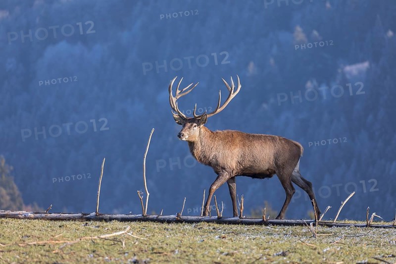 Red Deer (cervus elaphus) stag standing on a frosted meadow in winter, early morning sunlight. Hoarfrosted trees in the background
