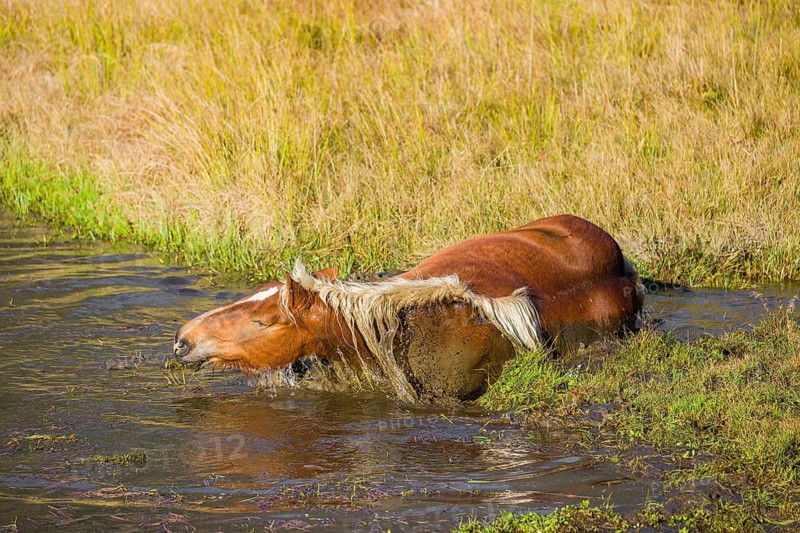 A heavy horse of mixed breed stands in the water of a small pond and enjoys its life on a sunny autumn day