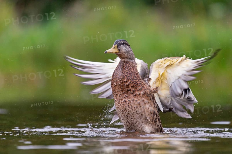 Mallard (Anas platyrhynchos) in flight, female, Aviemore, Scotland, Great Britain